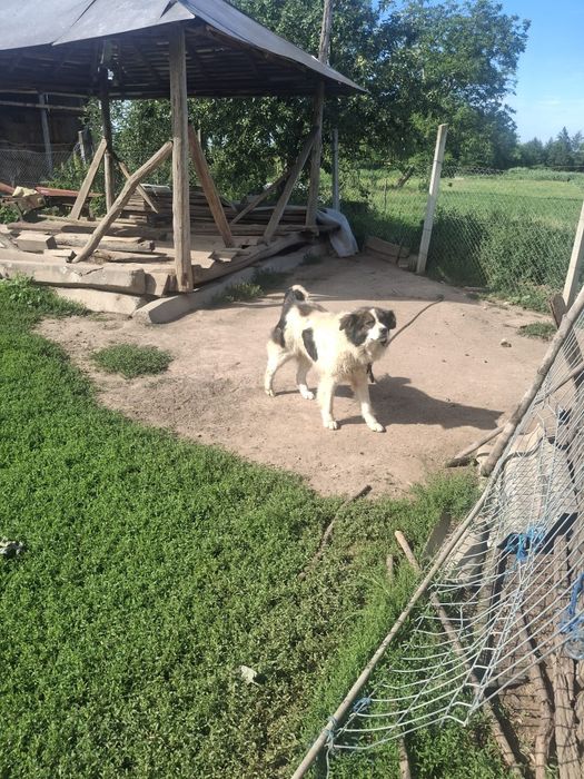 Donez câine de pază