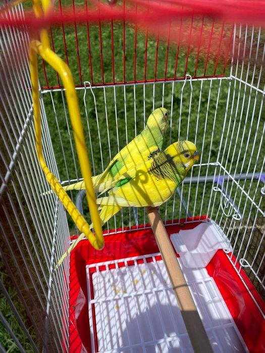 Продам пара попугай папугай