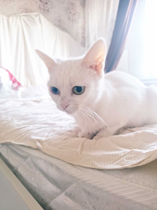 Кошечка ищет дом