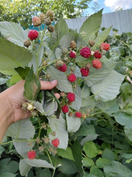 Продам саженцы клубники