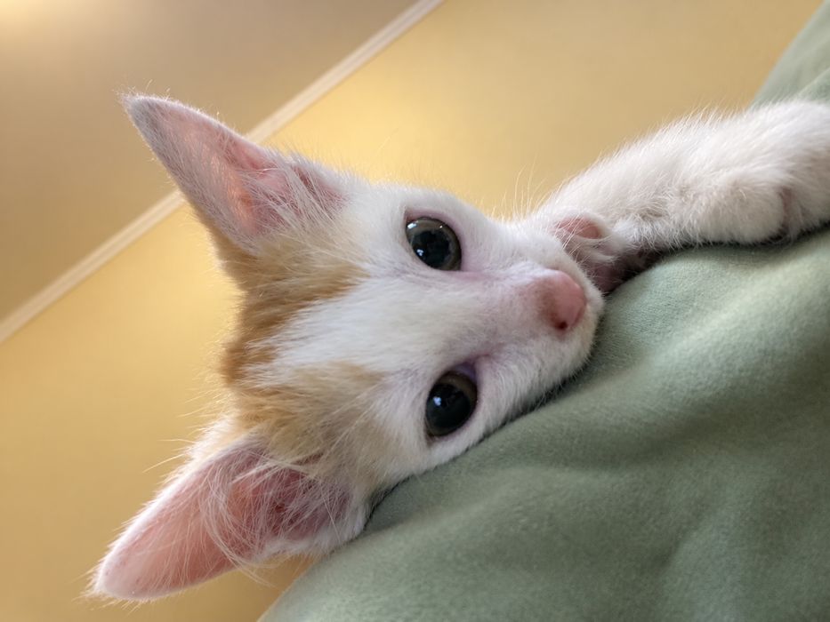 Отдам котенка в добрые руки