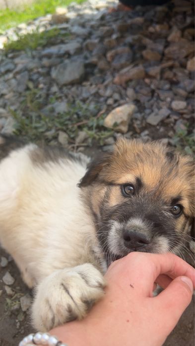 Donez cățelușă în vârstă de 6 luni