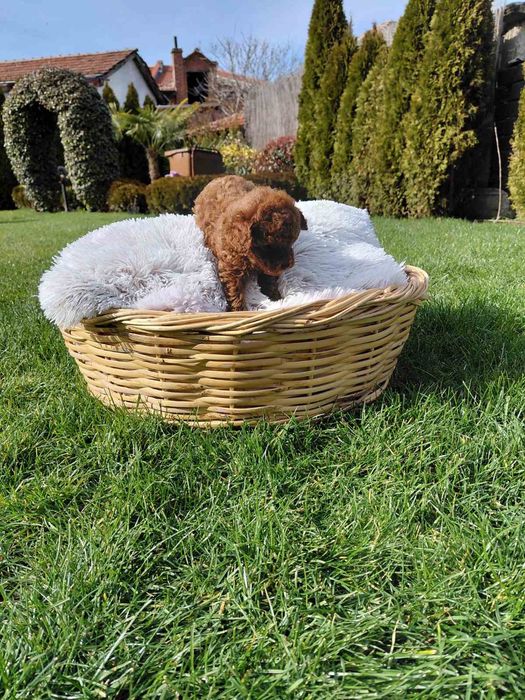 Той и Мини пудел