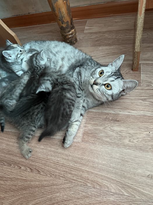Шотландиялық тік құлақ котяттар сатылады
