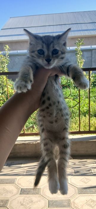 Отдадим котят в добрые руки
