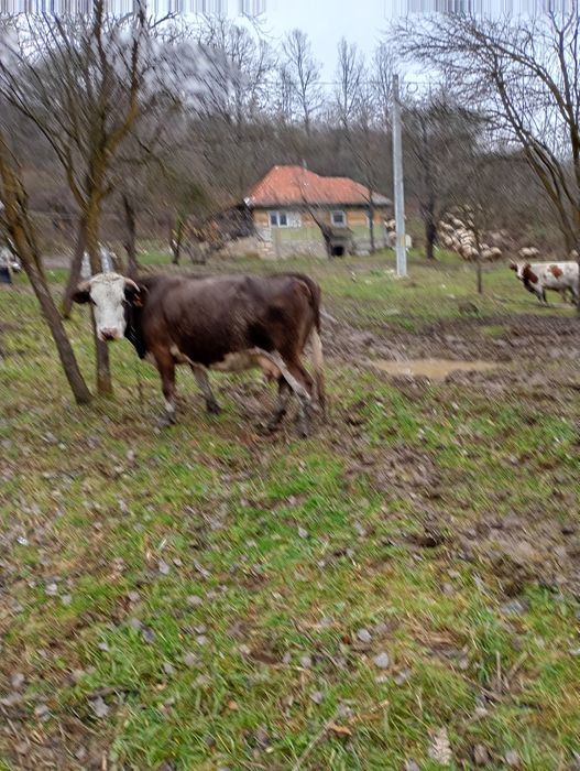 Vând vacă  gestantă în 4 săptămâni