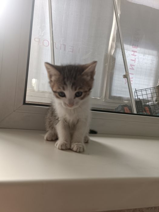 Продам котят к лотку приучен