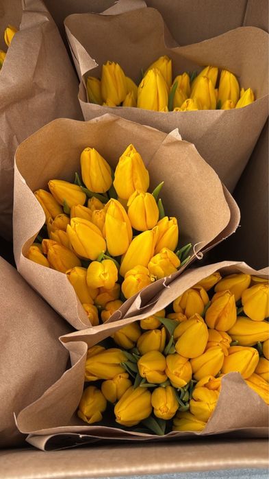 Голандские тюльпаны более 10 видов