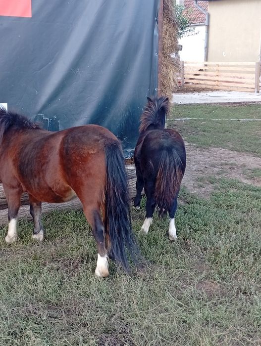 Vând poneita de 6 ani