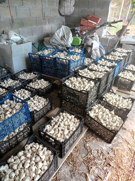 Продавам български, зимен, нелют чесън. Собствено производство.