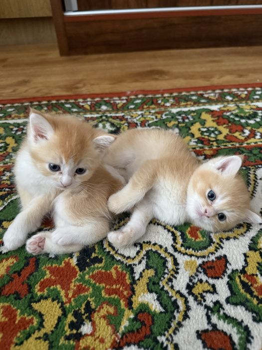 Mushuk, Кошка, Cat