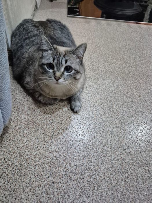 Отдам кошку в добрые руки