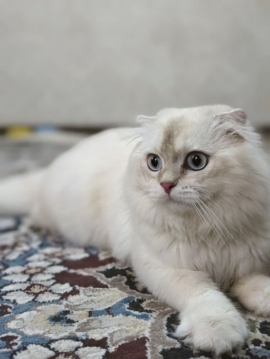 мушук сотилади зоти тозза
