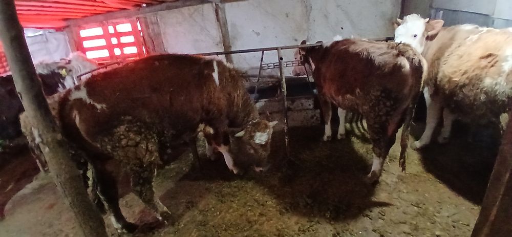 Продам три быка и одну телку возраст год