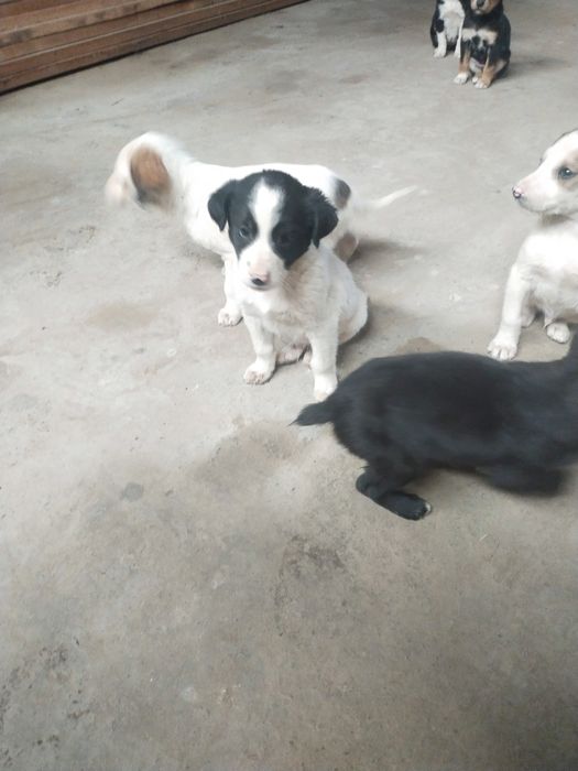 itlar sotiladi , ovqat yeydi , tekin