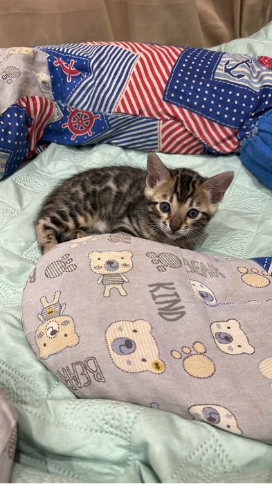 Бенгальские котята!