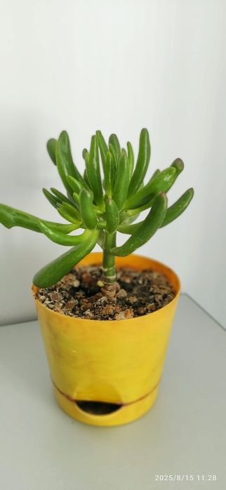 Продам комнатный цветок  нематантус