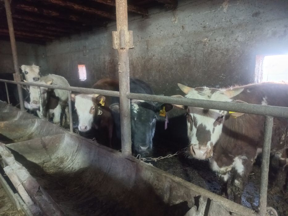 Откорм Бұқалар Сатылады  5 Бас