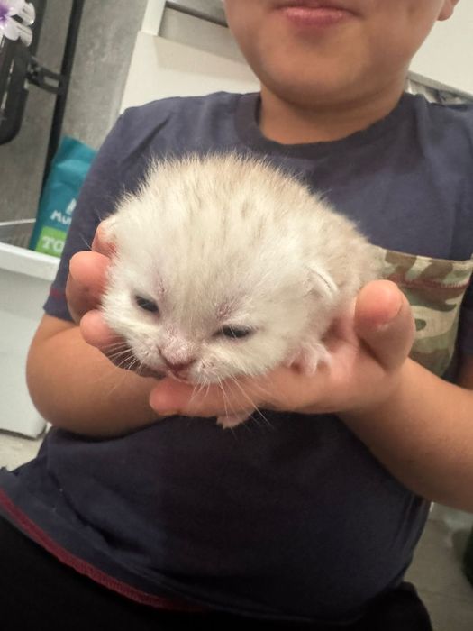 Вязка. Шотландский кот.