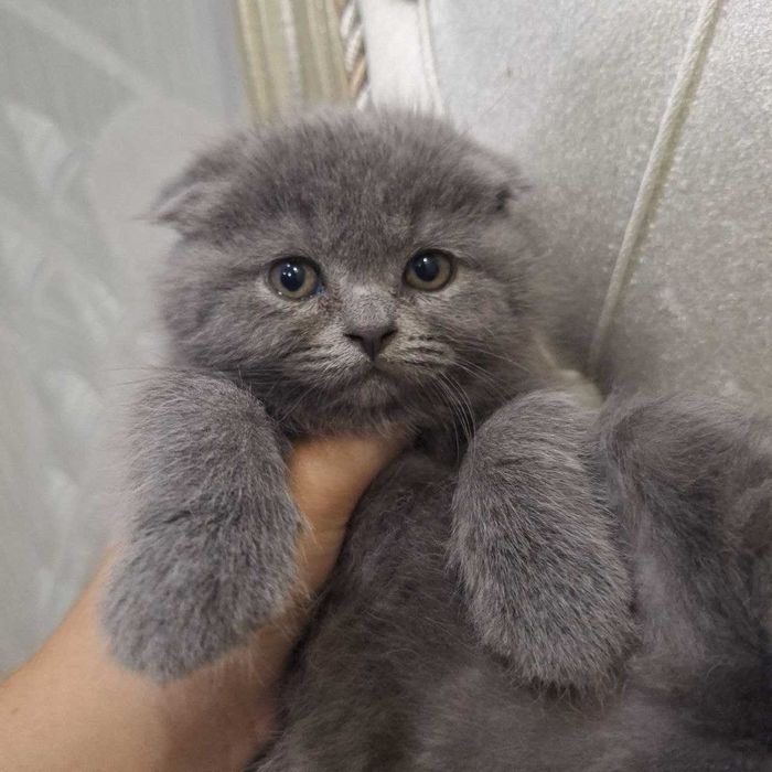 Mushuk bolachasi skotish fold