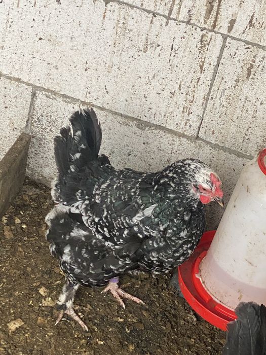 Oua de incubat gaini motate incaltate barboase