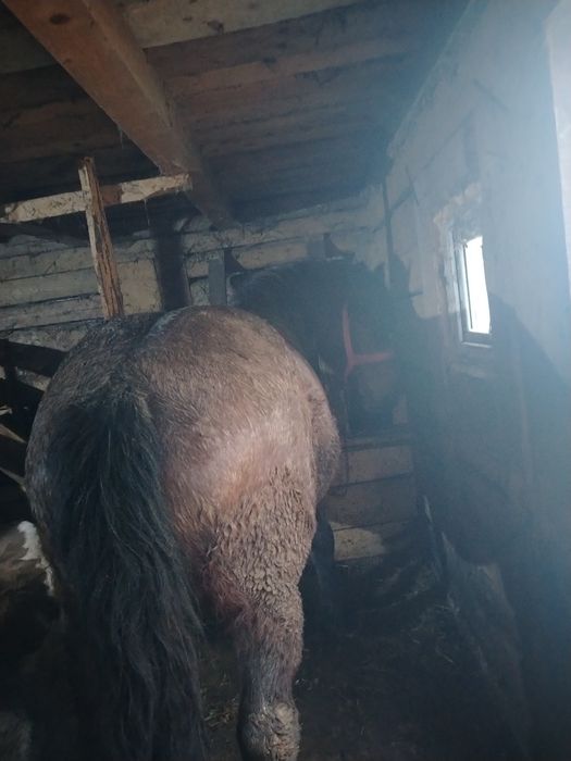 Vând mânză de 3 ani jumate