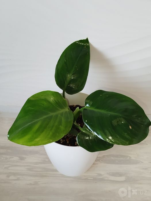 Feladendron Green Prinses