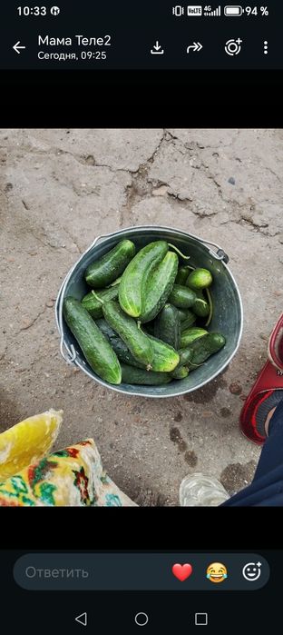 Продам домашние огурцы