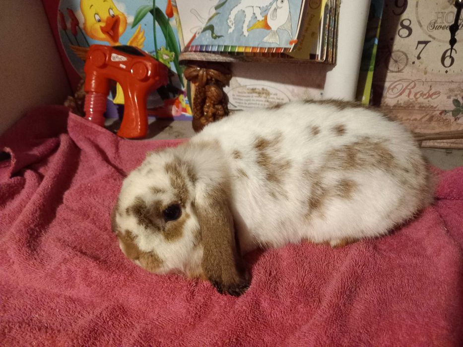 Iepure Berbec Pitic de Companie Mini Toys