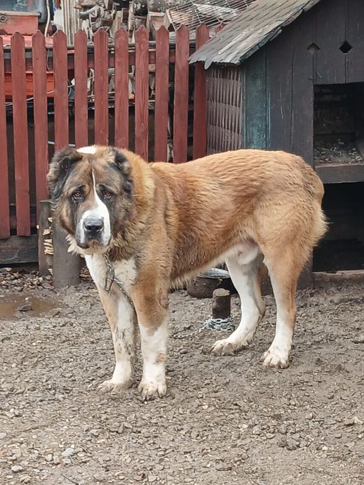 Vând mascul Asia Centrală