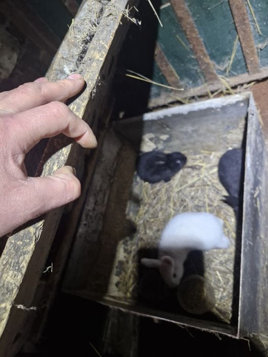 Продаем кроликов