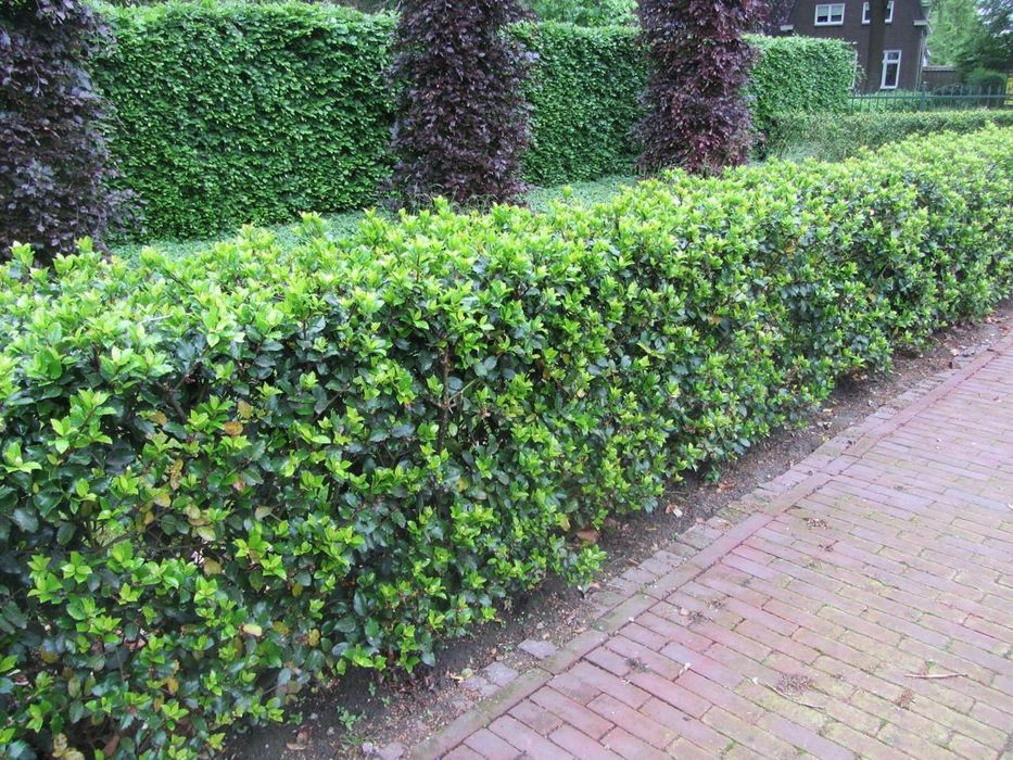 Вяз обычный - Живая изгородь