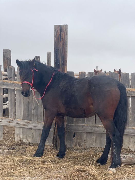 5 жасар айгыр сатылат