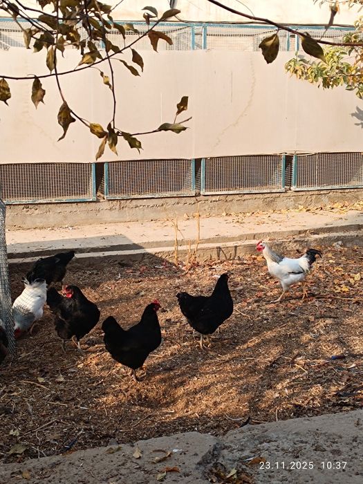 Товуқ хўрозлар сотилади тухумга кирган , петух и куры