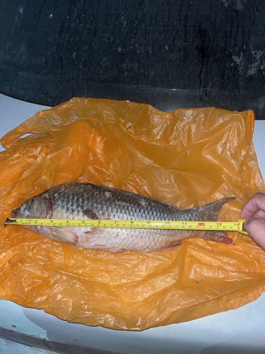 Продам рыбу сазан