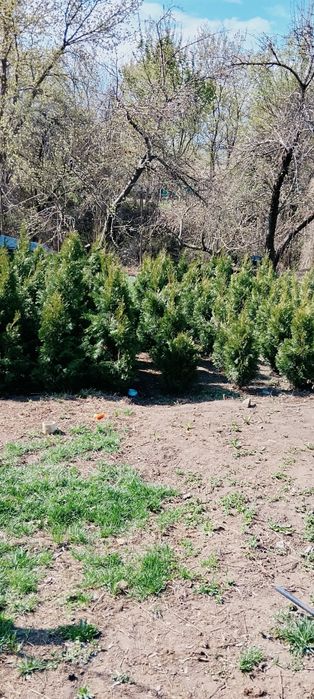 Продам Ёлку своя