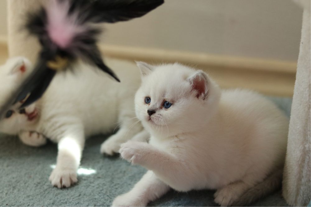 Британски късокосмести котенца – Silver Shaded, Golden Shaded и Colourpoint
