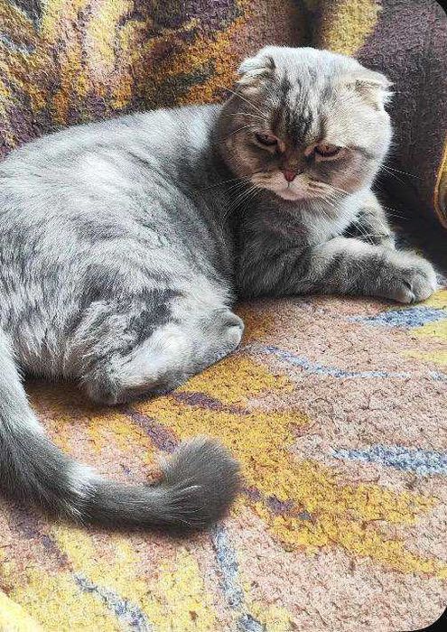 Большой молодой скоттиш в добрые руки