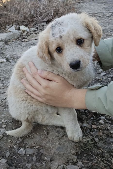 Щенки бесплатно!