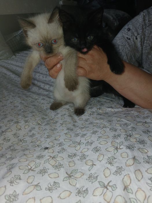 Отдадим котят майкудук