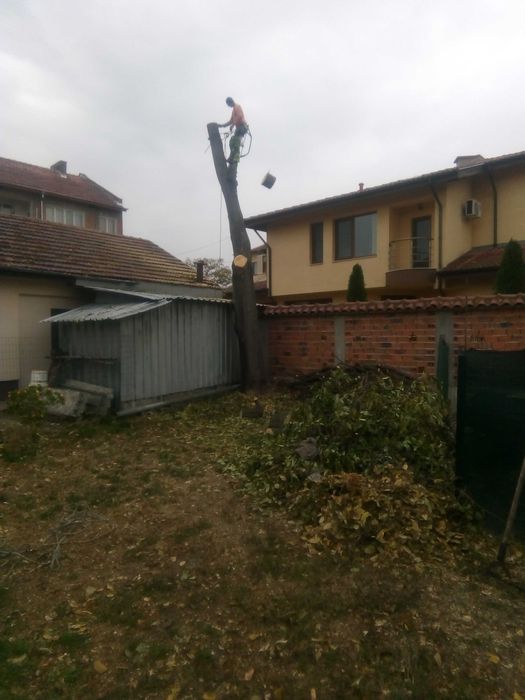 Рязане на опасни дървета