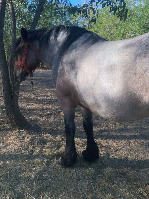 Vând iapă ardeneză