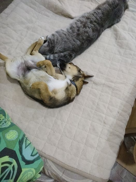 Отдам в добрую семью