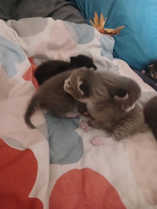 Дарю котят, бронь