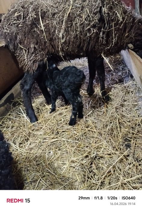 Продам овцу с ягненком