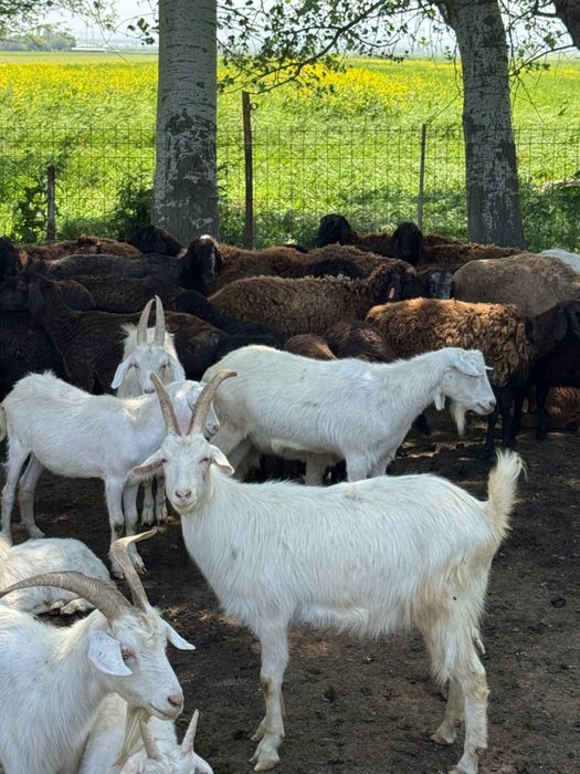 Zanin zotli sutga boqiladigan echkilar soni 60 ta Narxi 4 mln dan