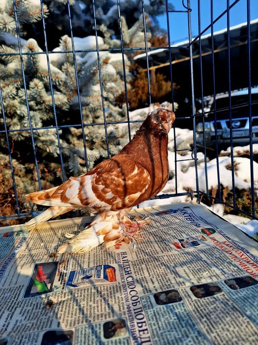 Продам голубку капканку