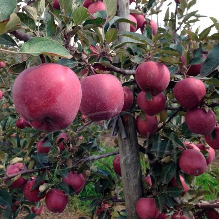 Бахорги экиш учун барча турдаги мевали ва манзарали кучатлар.