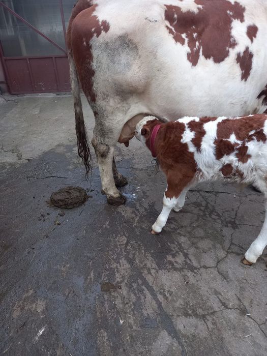 Vând vaca cu vițel