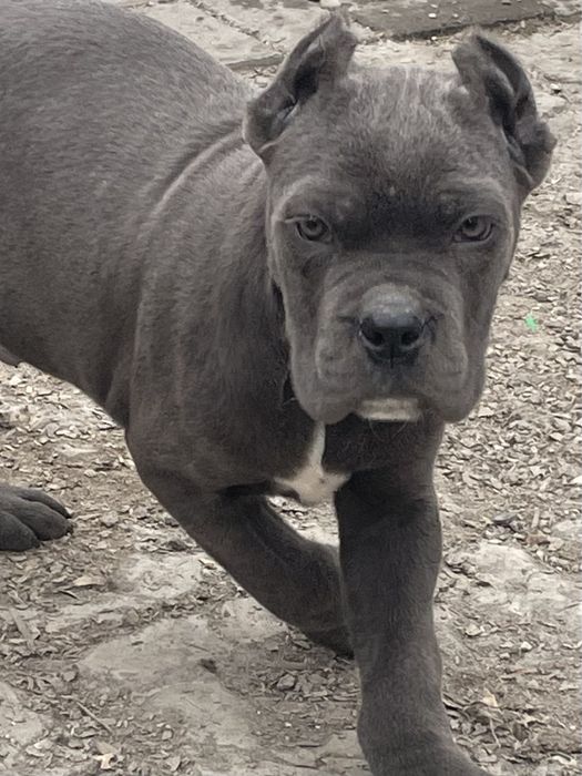 Щенки кане корсо